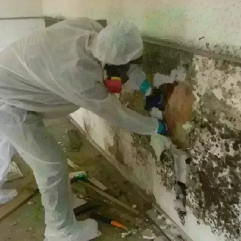 Mold Remediation and Removal in Monmouth, OR